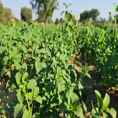 Rajasthan’s Nagauri Pan Methi Officially Registered, Farmers to Gain Major Benefits